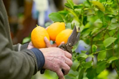 Tree & Shrub Care